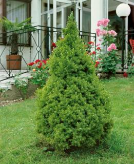 Molid conic ( Picea glauca Conica ) 5-10 cm