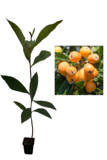 Mosmon japonez (Eriobotrya japonica) 20-30 cm , vesnic verde