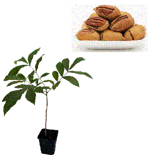 Nuc Pecan - Carya illinoensis  25-40 cm