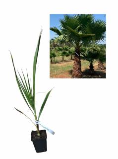 Palmier de desert ( Washingtonia filifera )