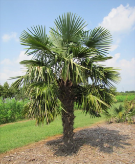 Palmier morisca 2 ani , 20-40 cm- Palmier rezistent la ger ( Trachycarpus fortunei )