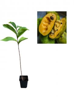 Paw Paw   Banana Nordului ( Asimina Triloba ) 2 ani 40-50 cm