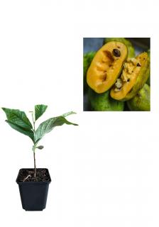 Paw Paw   Banana Nordului ( Asimina Triloba ) 20-30cm