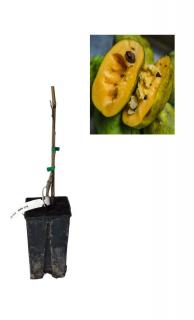 Paw paw Prima - Banana nordului 60-80cm