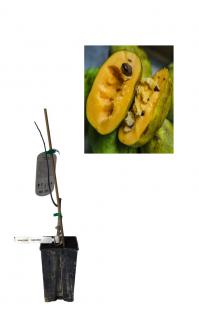 Paw paw Sunflower - Banana nordului 40-60cm