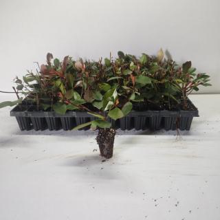 Photinia fraseri Red Robin 10-20 cm , gard viu