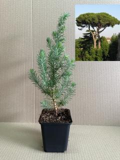 Pinus Pinea Coconar , Pin Umbrela 30-50 cm