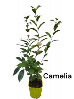 Planta de ceai (Camellia sinensis) 40-60 cm