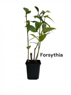 Ploaia de aur Forsitia (Forsythia int. Lynwood)