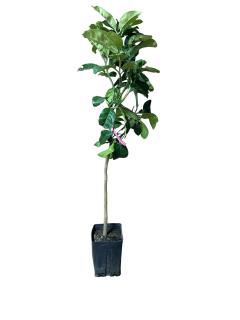 Pomelo Rosa , pomelo rosu 60-80 cm