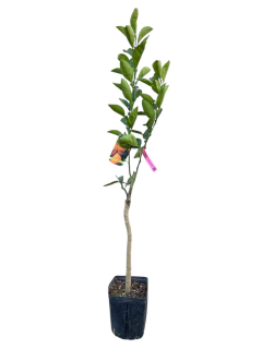 Portocal dulce Meli Tarocco (Citrus sinensis) 80-120 cm