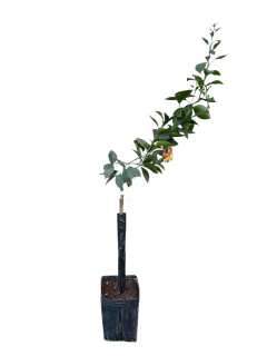 Portocal dulce Navelina (Citrus sinensis) , portocala 80-120 cm