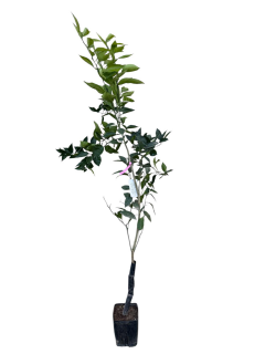 Portocal dulce rosu Tarocco Rosso 80-120 cm