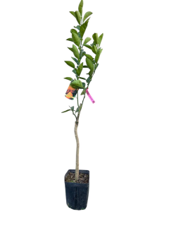 Portocal dulce tarziu de Valencia 80-120 cm