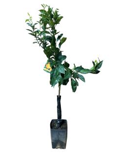 Portocal Fukumoto Orange 80-100cm