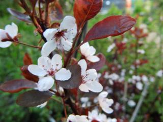 Prun rosu decorativ , Prunus cistena