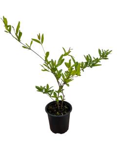 Rodiu Wonderful 20 - 30 cm (Punica granatum)