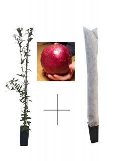 Rodiu Wonderful (Punica granatum) , 100 - 130 cm + protectie iarna cadou