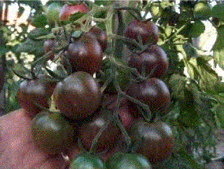 Rosii Cherry negre   Tomate Cherry negre , 0.3g seminte