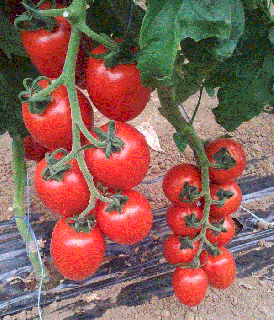 Rosii de sera Daphne F1   Tomate de sera Daphne F1 , 0.2g seminte