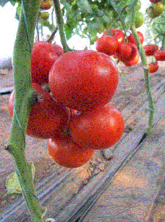 Rosii de sera Pedro F1   Tomate de sera Pedro F1 , 0.2g seminte