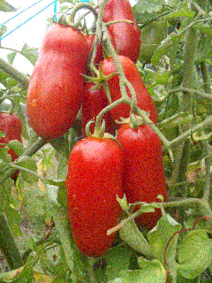 Rosii San Marzano   Tomate San Marzano , 0.3g seminte