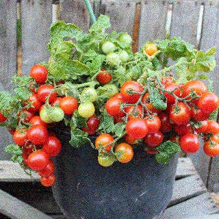 Rosii Vilma de balcon   Tomate Vilma de balcon , 0.3g seminte
