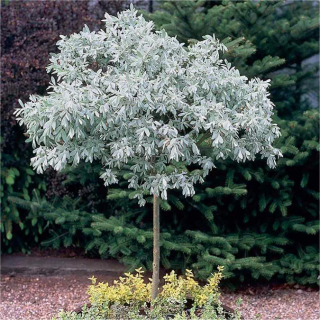 Salcia elvetiana ( Salix helvetica) argintiu,in ghiveci