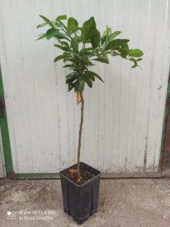 Satsuma mandarin rezistent la ger 50-70cm