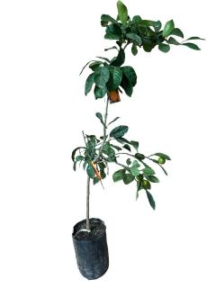 Satsuma mandarin rezistent la ger 80-100cm