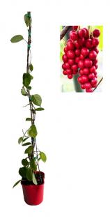 Schisandra chinensis Sadova , fructul cu 5 gusturi