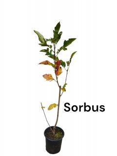 Scorus de munte (Sorbus aucuparia burka ) 30-50 cm