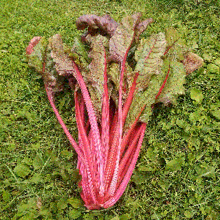 Sfecla Roja Rhubarb Chard , 5g seminte