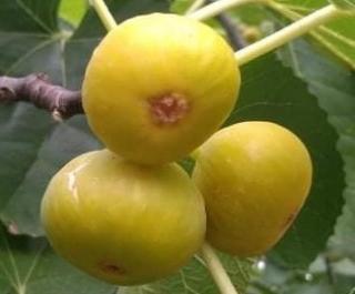 Smochin Galben-Auriu Doree (Golden Fig) 30-50 cm,la ghiveci