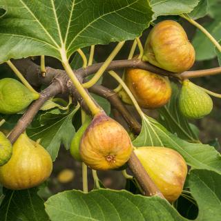 Smochin Galben-Verzui Madeleine des Deux Saisons,30-50 cm, la ghiveci