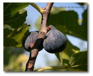 Smochin Violet-Negru  Noire de Barbentane 10 cm,la ghiveci