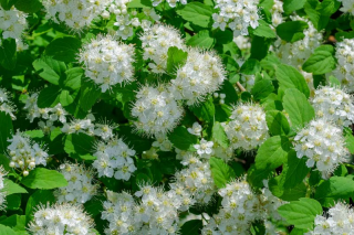 Spirea cununita Betulifolia (Spiraea betulifolia) alb, in ghiveci