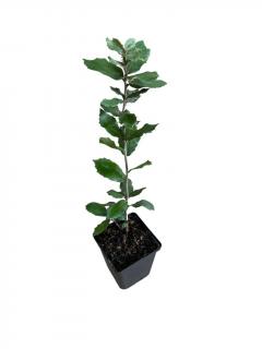 Stejar de stanca vesnic verde 20-30 cm Quercus ilex