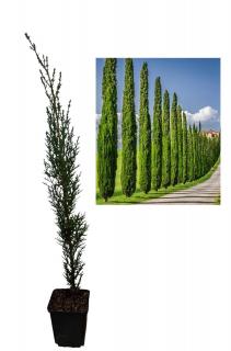 Totem cupressus sempervirens 40-60cm