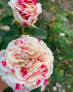 Trandafir urcator Vanille Fraise, la ghiveci