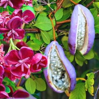 Vita de ciocolata - Akebia quinata 25-40 cm