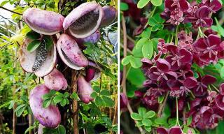 Vita de ciocolata - Akebia trifoliata 25-40 cm