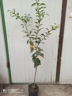 Yuzu altoit, lamai rezistent la ger , 60-100  cm