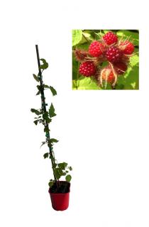 Zmeura japoneza ( Rubus Phoenicolasius ) 80 -100cm