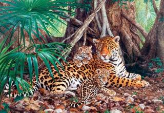 Puzzle 3000 piese Jaguars in the Jungle 300280