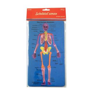 Set didactic - SD028 Scheletul uman DACO