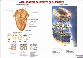 Analizatorii: gustativ si olfactiv