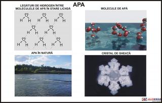 Apa