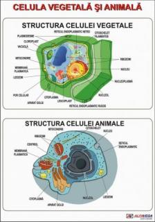 Celula vegetala si animala