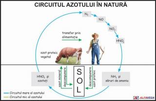 Circuitul azotului in natura